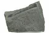 Fossil Belemnite (Youngibelus) Rostrum - Germany #354198-1